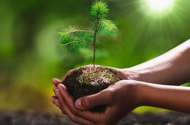 Pan Pacific Forest Products